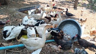 Raising chickens in a rural and family style chicken eat rice food