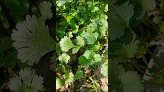 #দেশি ধনিয়া পাতা চাষ।🍀🍀#youtubeshorts #shortvideo #farming #vairalvideo @amarkrishi6974