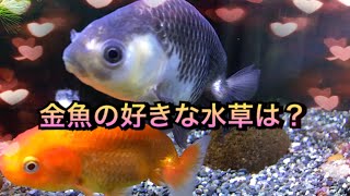 【アクアリウム・金魚】金魚の好きな水草は？【らんちゅう】