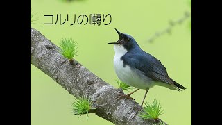 コルリ (Siberian Blue Robin) の囀り（2020年5月)