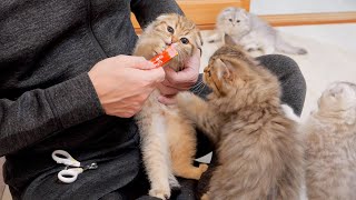 爪切りを嫌がる子猫を手懐けるのは非常に難しい！