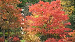 🍁水心苑の紅葉（小泉潟公園）🍁《秋田市》「カメラ散歩【4k】」 〜🇯🇵JapaneseCulture🇯🇵