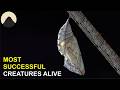 Metamorphosis is Way Weirder than you Think