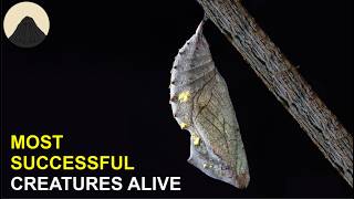 Metamorphosis is Way Weirder than you Think