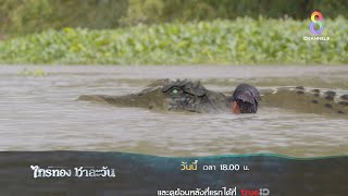 ทางเลือกของพญาชาละวัน | ตัวอย่าง ศึกเสน่หา ไกรทอง ชาละวัน EP17 | ช่อง8