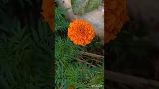 Marigold flower garden at my home। বাড়ির গাঁদা ফুলের বাগান। নানারকমের গাঁদা ফুল#marigoldflower🏵🏵