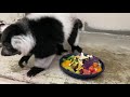 エリマキキツネザルのお食事♫ feeding to ruffed lemur