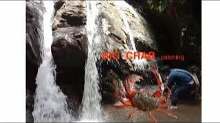 Zopa aiawt en chakai, Crab video//Mizo short film video//Survival skill- wild crab catching Red crab