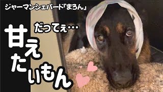 【本日癒し系シェパード💕】週末のシェパードは甘えん坊がいつもより倍増😆飼い主も癒され、ひっつき虫になっちゃうね💕