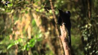 Black Sicklebill