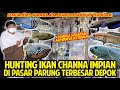 HUNTING IKAN CHANNA IMPIAN DI PASAR IKAN PARUNG TERBESAR DI DEPOK! IKAN SASARAN AKU KETEMU! LENGKAP!