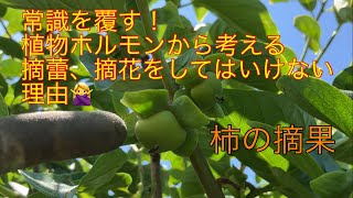 ㉞【道法スタイル】柿の摘果 2023.6.26