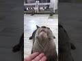 カワウソの食べ方が可愛いすぎるcuty otters