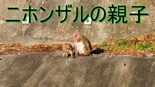 野生のニホンザルの群れに遭遇 (その1)「母ザルと子ザル」動物