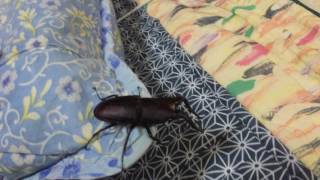 Prosopocoilus inclinatus inclinatus☜IMG 19471