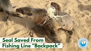 Seal Saved from Fishing Line \