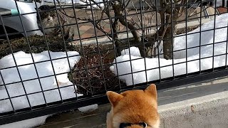 猫ちゃん再び！！柴犬ポン太の内弁慶