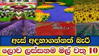 ලෝකයේ ලස්සනම මල් වතු 10 - Top 10 Beautiful flowers 💐 fields in the world..