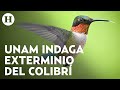 Colibrí en peligro de extinción por culpa de la brujería y el cambio climático, advierte la UNAM