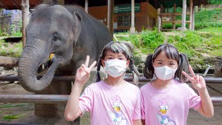 หนูยิ้มหนูแย้มป้อนกล้วยช้าง เที่ยวเชียงใหม่ ปางช้างแม่สา