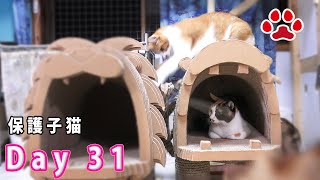 【猫部屋訪問】2回目 まや、子猫を叩き落としてしまった 【瀬戸のここ日記】