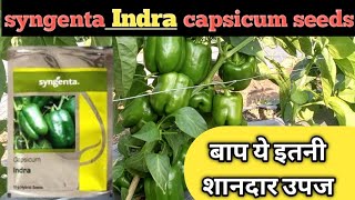 Syngenta Indra capsicum 🫑/ शिमला मिर्ची की तगड़ी वैरायटी/#capsicum_varity /#the_smart _farming