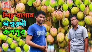 Litchi Garden | লিচু বাগান | Ishwardi | ঈশ্বরদী | Ruppur | রূপপুর | HJ Rubel | এইচ জে রুবেল