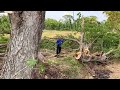 Amazing skills cutting down giant trembesi tree with powerful chainsaw‼️