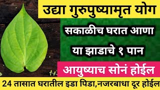 उद्या #गुरुवार #गुरुपुष्यामृत सकाळीच घरात आणा या झाडाचे १ पान || 24 तासात घरातील इडापिडा,नजरबाधा दूर