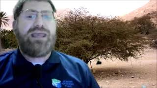 Tu BiShvat Across America: Acacia Tree