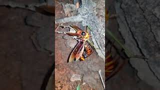 장수말벌의 왕사마귀 사냥 オオカマキリを捕食するオオスズメバチ A Asian Giant Hornet preys on a Praying Mantis