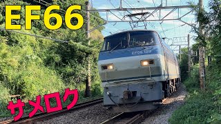 🟦EF66 サメロクの動画