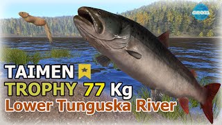 Huge Taimen 77 kg. Trophy. Lower Tunguska River.  37min. Video RF4