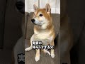 父が家出してなくてがっかりする柴犬をご覧ください shibadog 柴犬 sibainu 犬のいる生活 shorts