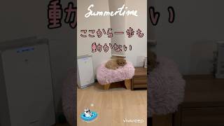 【ano】あのちゃん夏休み？summer time  トイプードル　toy poodle