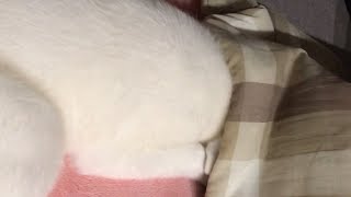 【秋田犬もんたろう #48】「頭隠して…」Akita inu