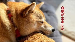 突然の血尿に動揺…。動物病院へ行きました【柴犬 こまめ】〜膀胱炎の症状•治療•経過〜