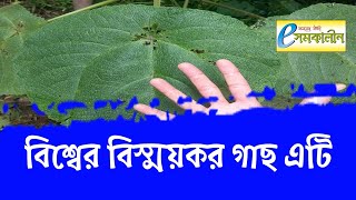 বিশ্বের বিস্ময়কর গাছ এটি - It is the wonder tree of the world