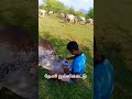 செம்போர் அழகன் 😍🐂 என்ன ஒரு அழகு நாட்டு மாடுகள் காப்போம் 🤟🏻 cowgoat bullspower animals cow