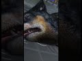 gta 5 franklins dog chop died gta gta5