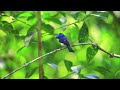 นกจับแมลงจุกดำ ตัวผู้ black naped monarch