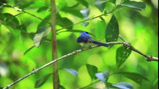 นกจับแมลงจุกดำ ตัวผู้: Black-naped Monarch