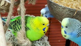 budgie sounds for relaxation