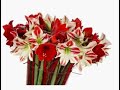 ghys amaryllis