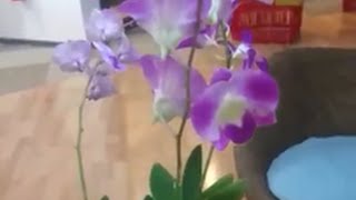 Violet Orchid