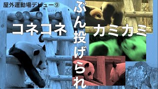 【楓浜🍁らうママにコネコネカミカミぶん投げられる❗️📷10/21⑨】楓浜も噛んで離さず頭フリフリ/櫓の天辺は安全ヘソ天/アドベンチャーワールド/ジャイアントパンダ/fuhin/rauhin