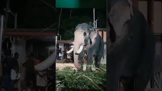 പല്ലാട്ടു ബ്രഹ്മദത്തൻ #shorts #🐘#viral #elephant