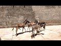 Donkeys Mating Scene | Donkeys Enjoying in Village #animals #viral #trending