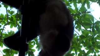 Tails of Wildlife: Tails of Panama: Capuchin - Gamboa Lake, Panama