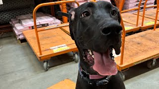 OLK9 Alaska, Freya the Great Dane has an amazing transformation